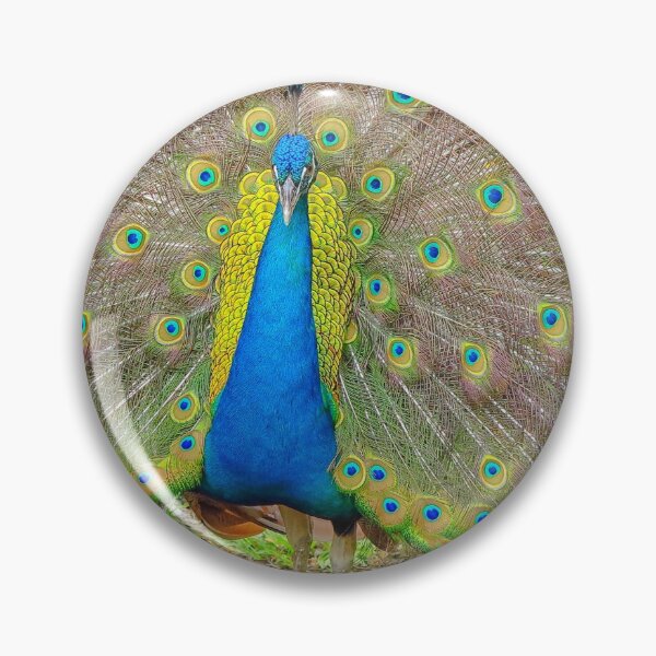Item preview, Peacock showing its feathers designed and sold by Photopat.