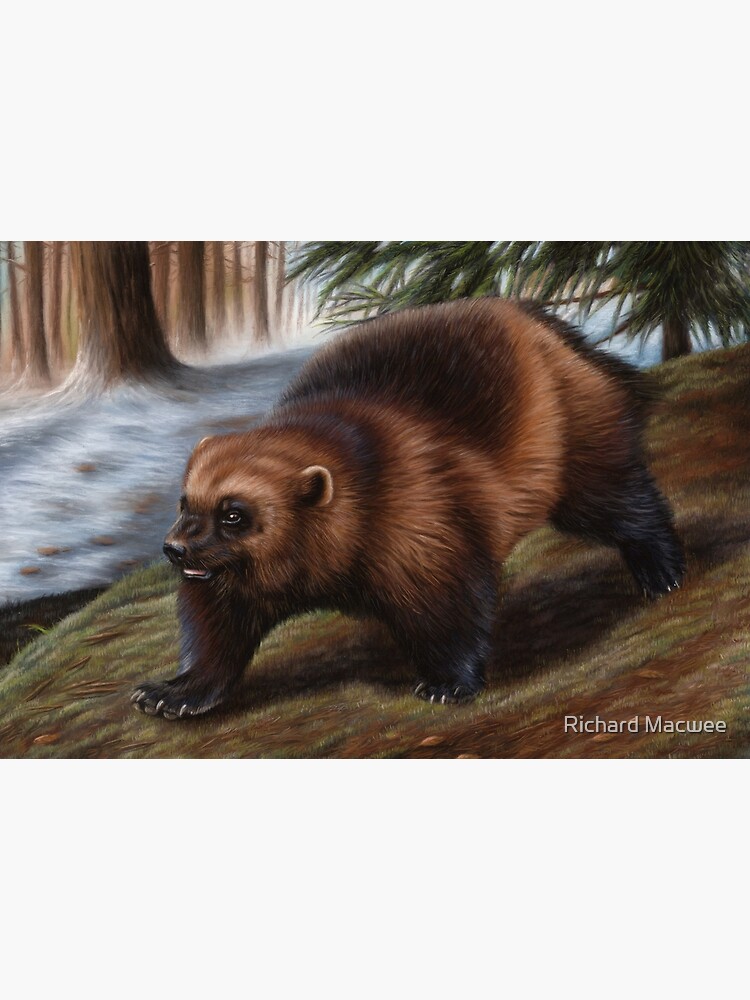 Wolverine Wildlife Artwork by richardmacwee