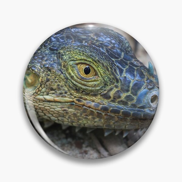 Item preview, Green iguana head designed and sold by Photopat.