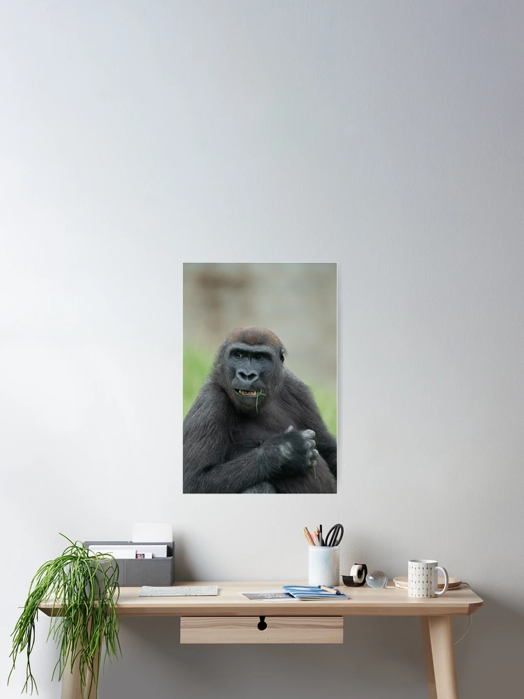 Thumbnail 2 of 3, Poster, Lovable Gorilla Rascal Lope designed and sold by rawshutterbug.