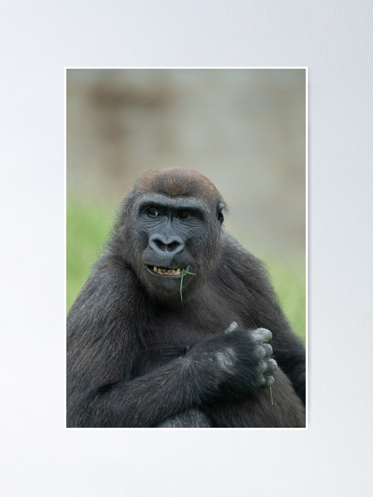 Gorilla Lope's Grin Throw Pillow for Sale by rawshutterbug