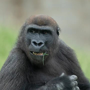 Artwork thumbnail, Lovable Gorilla Rascal Lope by rawshutterbug