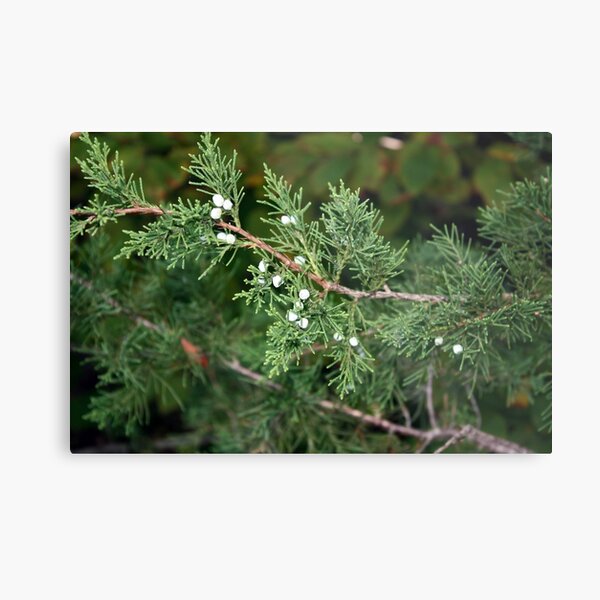 Fir Metal Print
