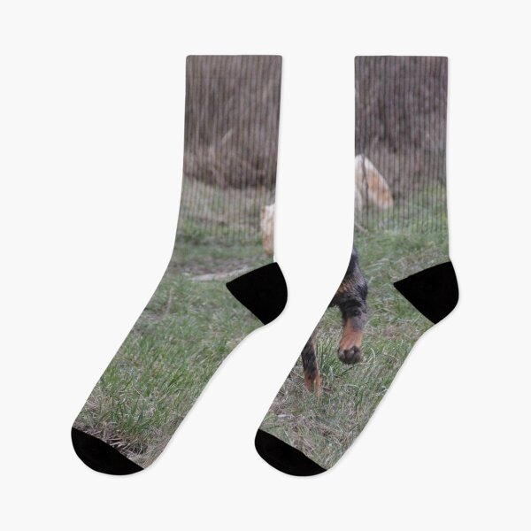 Item preview, Beauceron dog having fun in puddles in the meadow designed and sold by EstelleRossetti.