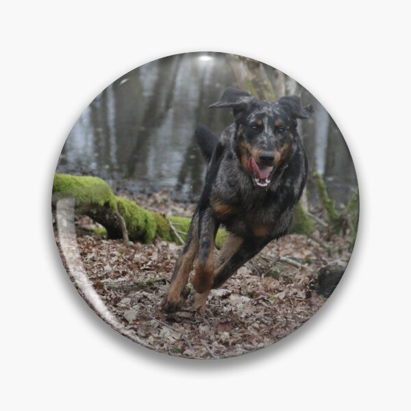 Item preview, Beauceron dog having fun in puddles in the meadow designed and sold by EstelleRossetti.