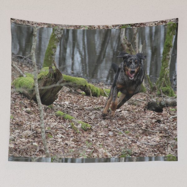 Item preview, Beauceron dog having fun in puddles in the meadow designed and sold by EstelleRossetti.