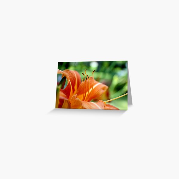 Orange Daylily Greeting Card