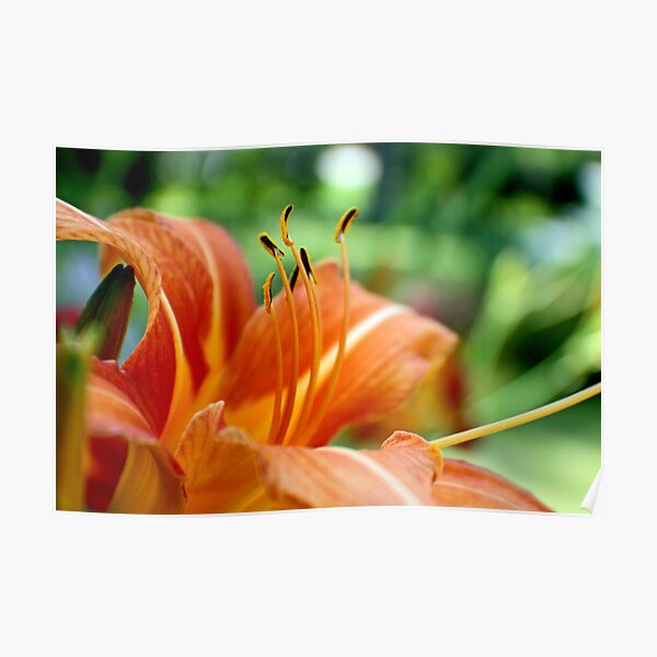 Orange Daylily Poster
