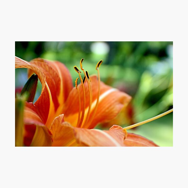 Orange Daylily Photographic Print