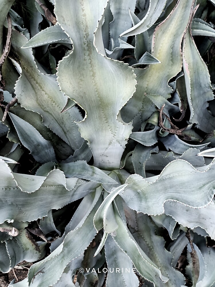 "30 Plants Galore 200630 Royal Botanical Garden Sydney Australia