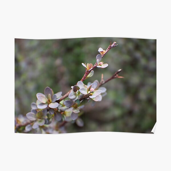 Spring Barberry Poster