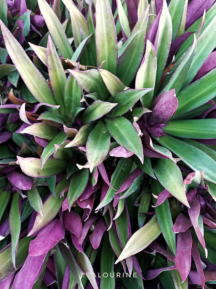 "32 Plants Galore 200630 Royal Botanical Garden Sydney Australia