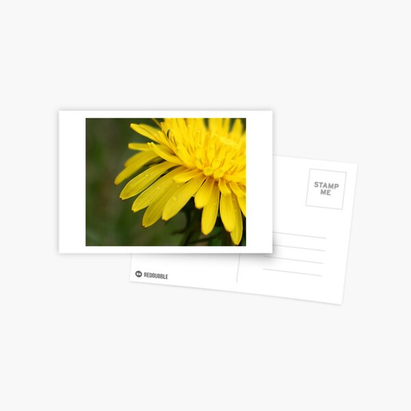 Leave Your Worries Behind Postcard