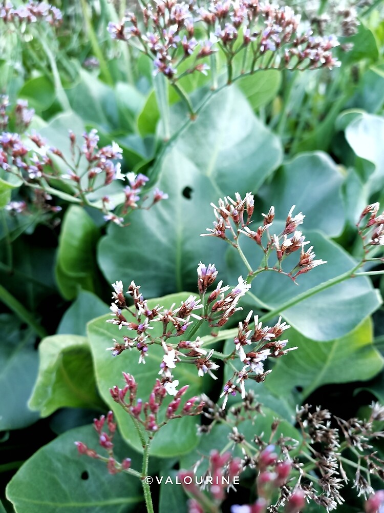 "33 Plants Galore 200630 Royal Botanical Garden Sydney Australia