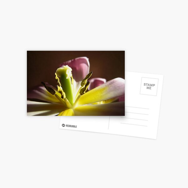 Tulip's Last Hurrah, I Postcard
