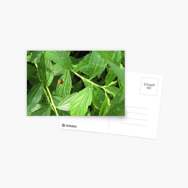 Cling Postcard