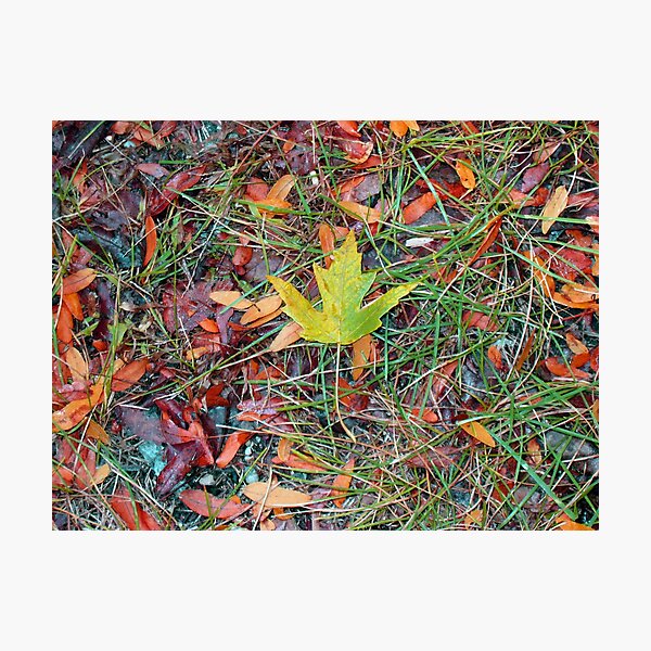 Fall is Coming Photographic Print