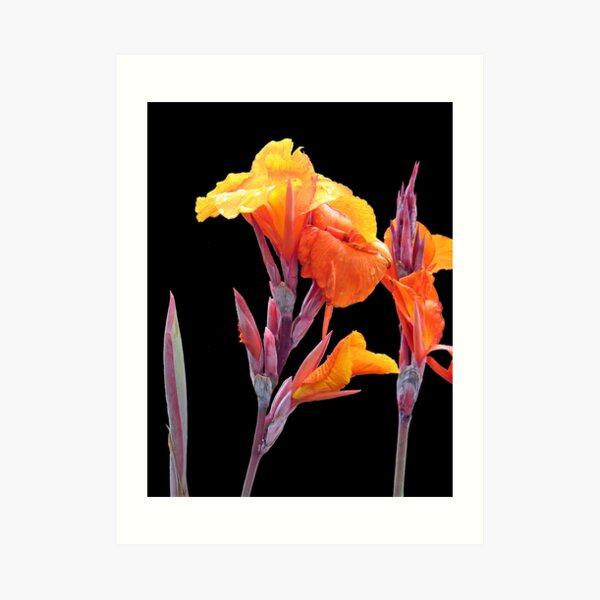 Orange Canna Lily Art Print