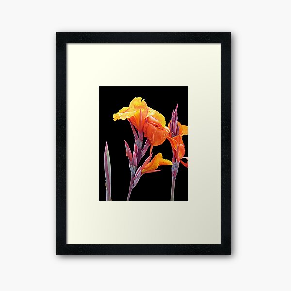 Orange Canna Lily Framed Art Print
