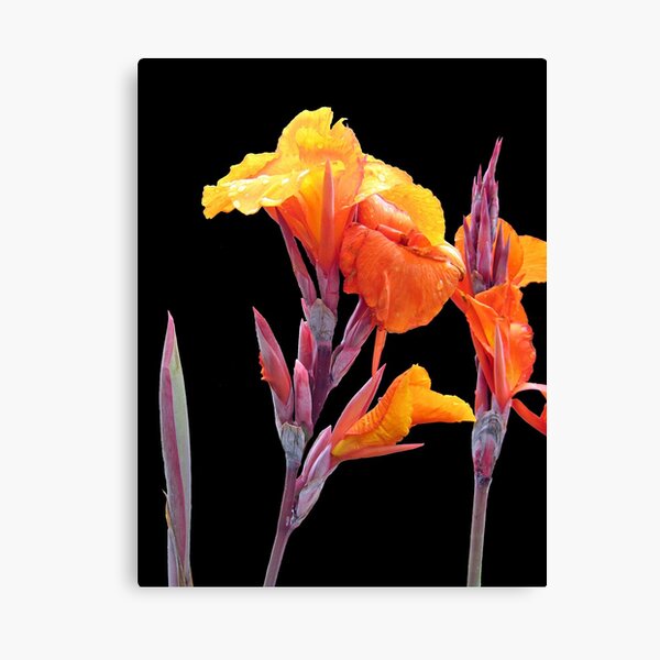 Orange Canna Lily Canvas Print