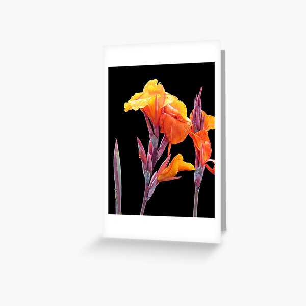 Orange Canna Lily Greeting Card