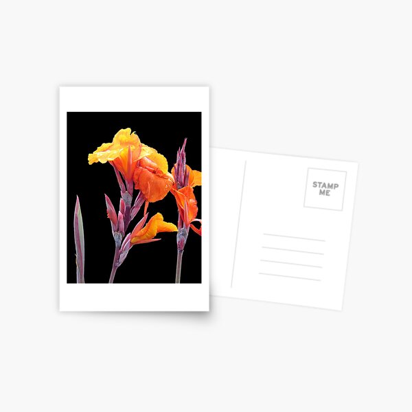 Orange Canna Lily Postcard
