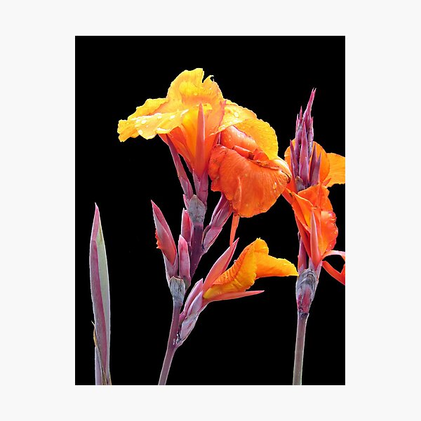 Orange Canna Lily Photographic Print