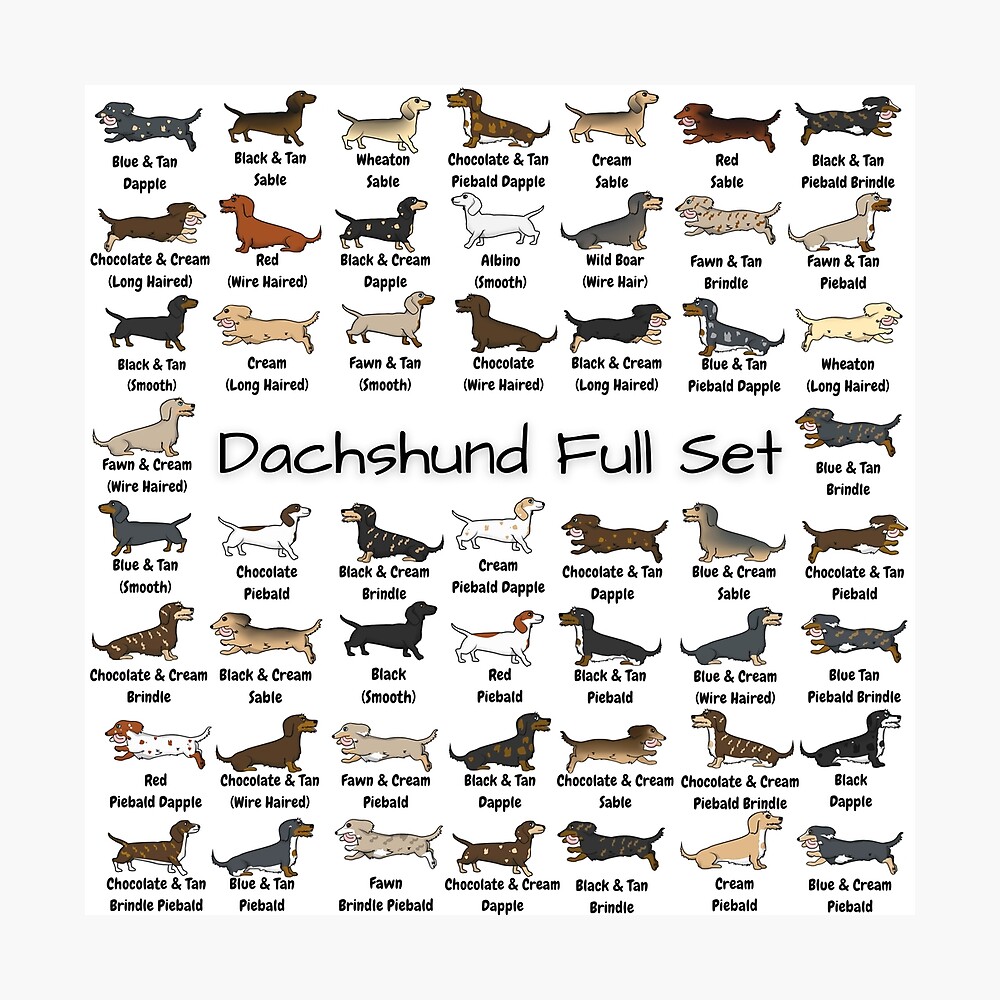 Dachshund Color Chart | stickhealthcare.co.uk