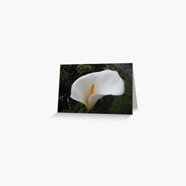 Wet Calla Lily Greeting Card