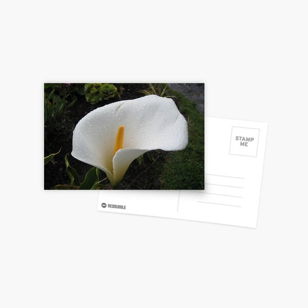 Wet Calla Lily Postcard