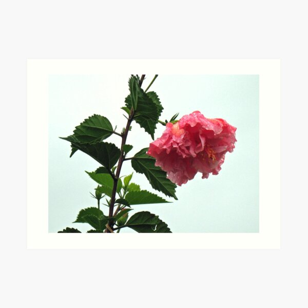 Jungle Hibiscus Art Print