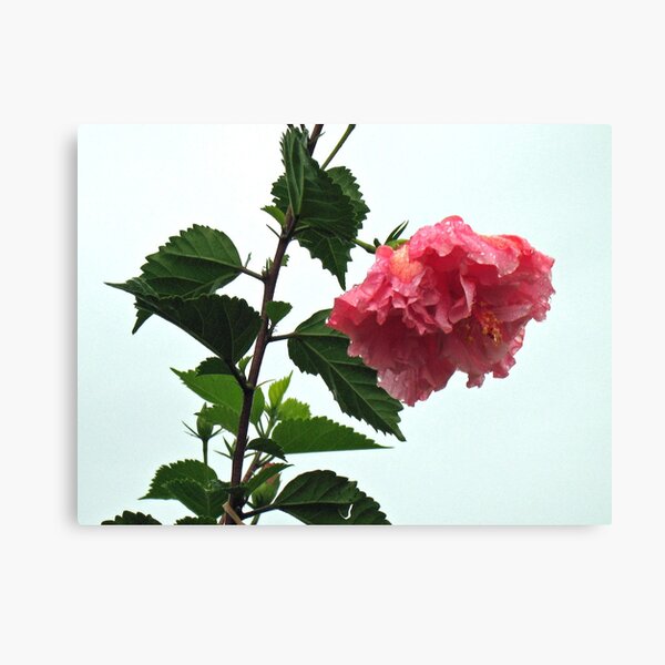 Jungle Hibiscus Canvas Print