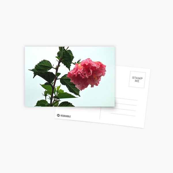 Jungle Hibiscus Postcard