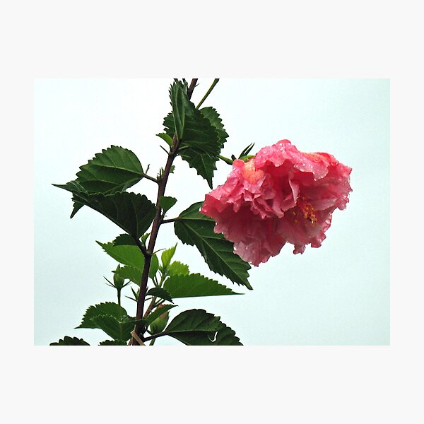 Jungle Hibiscus Photographic Print