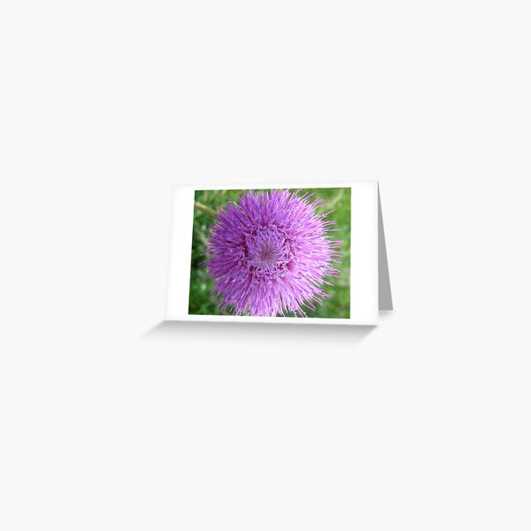 Thistle Burst Greeting Card