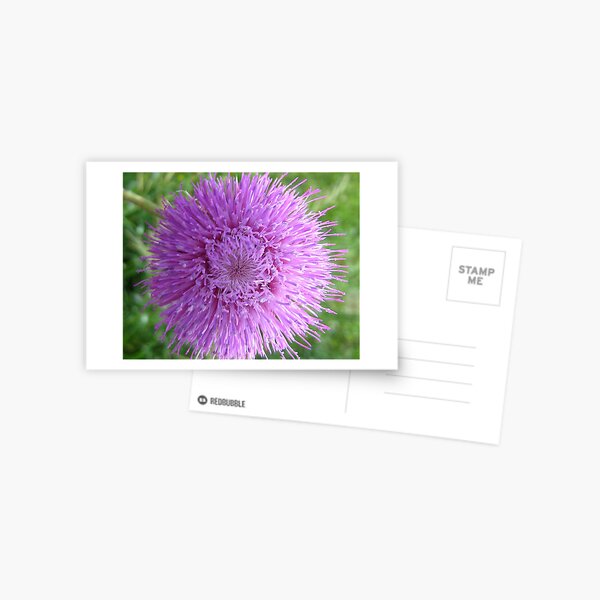 Thistle Burst Postcard