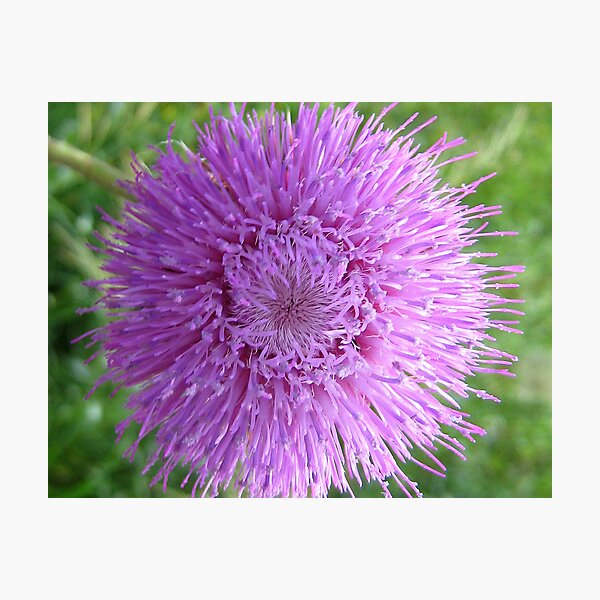 Thistle Burst Photographic Print