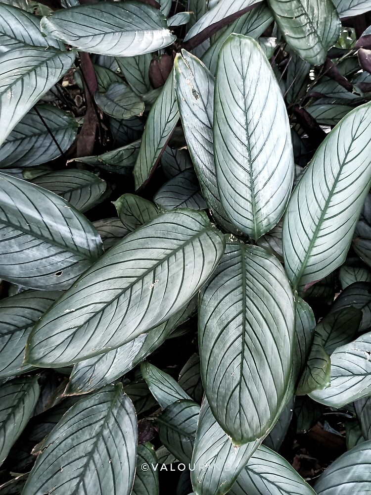 "41 Plants Galore 200630 Royal Botanical Garden Sydney Australia