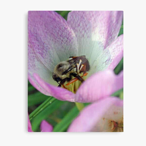 An Unexpected Guest Metal Print