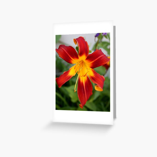 Red Daylily Greeting Card