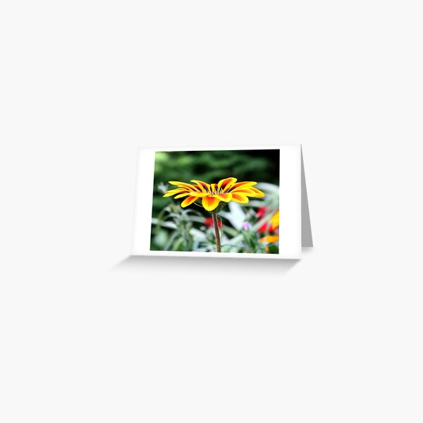 Gazania Joy Greeting Card