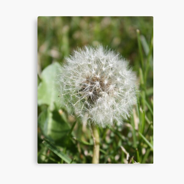 Dandelion Puff Canvas Print