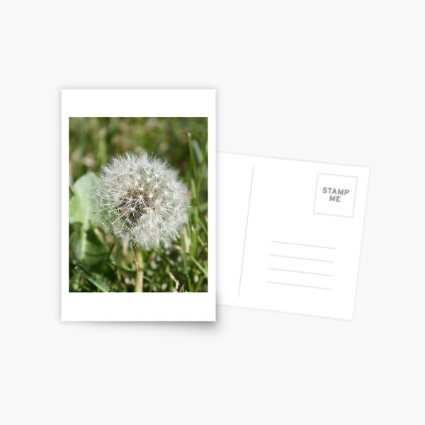 Dandelion Puff Postcard