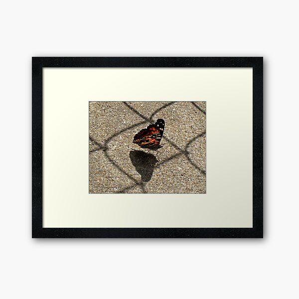 American Beauty Butterfly Framed Art Print