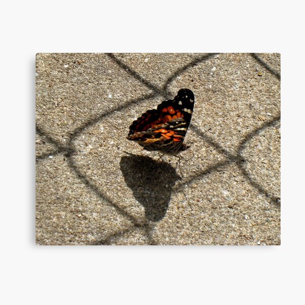 American Beauty Butterfly Canvas Print