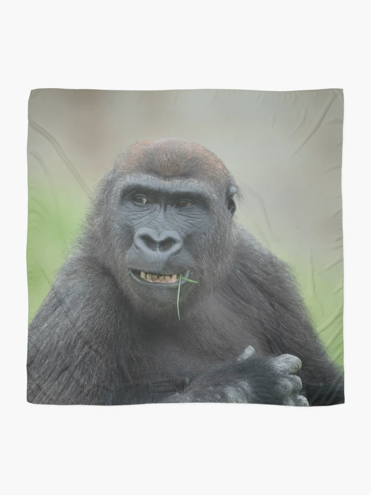 Thumbnail 2 of 3, Scarf, Lovable Gorilla Rascal Lope designed and sold by rawshutterbug.