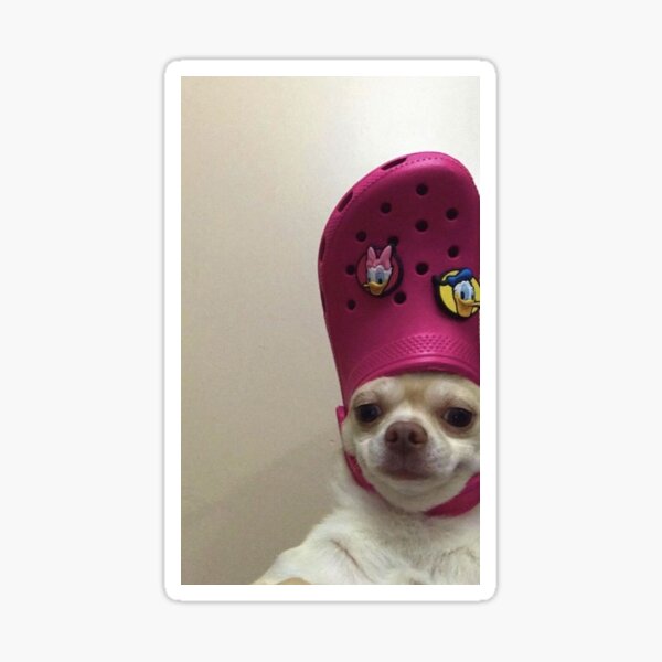 crocs for dogs for sale
