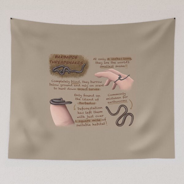 Item preview, Barbados Thread Snake Fun Facts designed and sold by troyanthonyart.