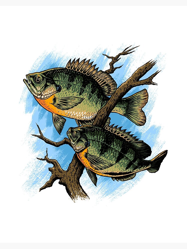 Bluegill Illustration Fishing Pullover design | Art Board Print