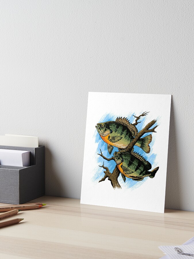 Bluegill Illustration Fishing Pullover design Art Board Print for Sale by  jakehughes2015